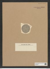 Diatomeae indet. Zeichnungen Sammlung Grunow Nr. 8973 (NHMW-BOT-W0378664)